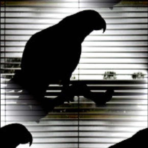 Meet your Posher, Renee - Picture 1 of 1